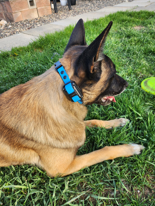 3/4" Bungee E-Collar Strap