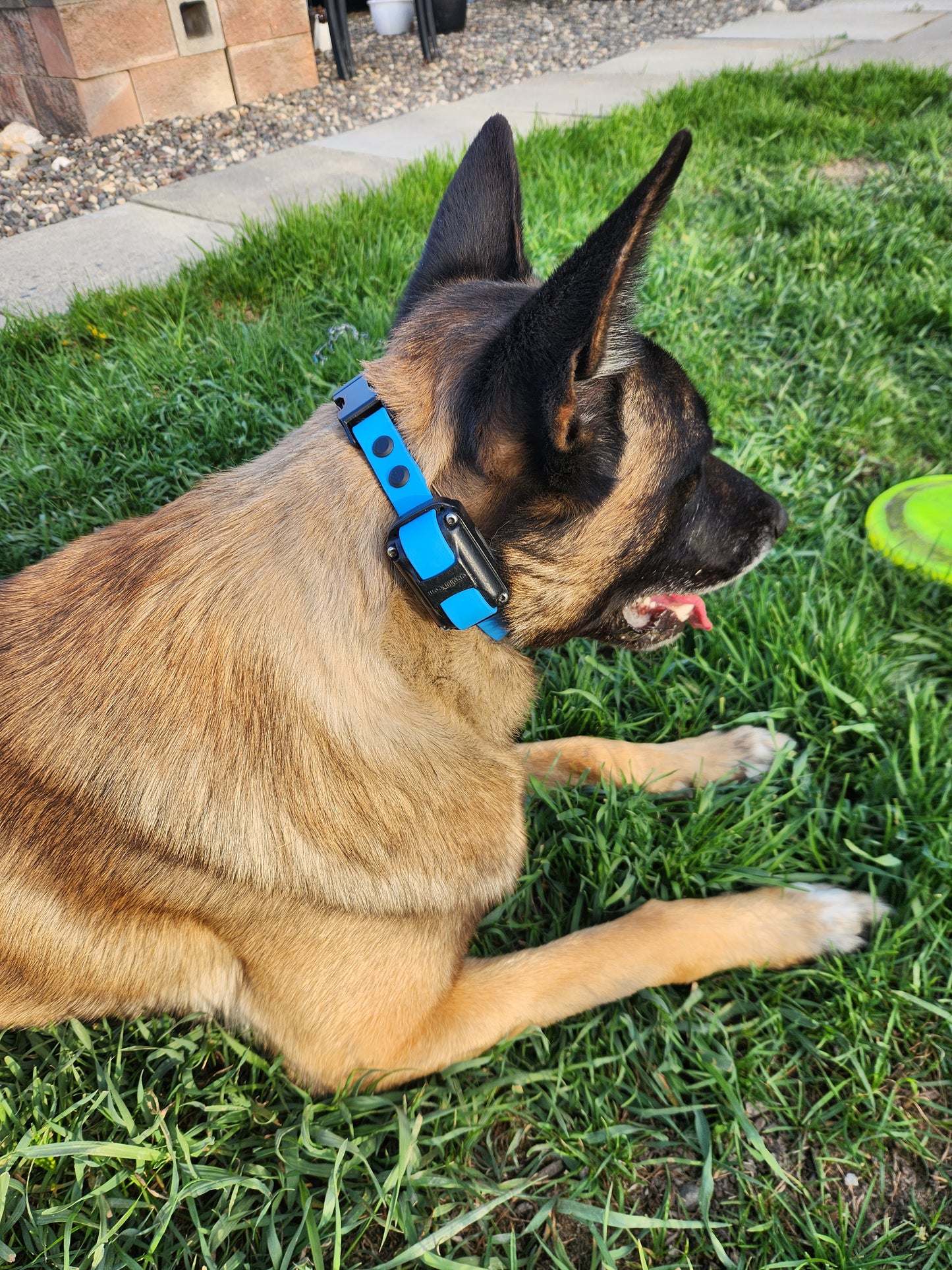 1" Bungee E-Collar Strap