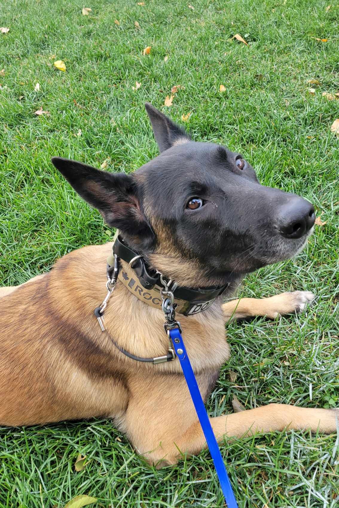 Prong Safety Strap image 1